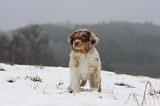 BERGER AUSTRALIEN PUPPIES 445